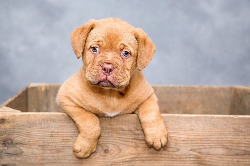 puppy, dog, pet, cute, nature, brown dog, purebred, dog breed, portrait, dog portrait, mammal, animal, domestic, domestic dog, canine
